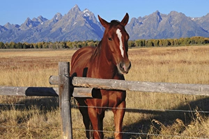 Grand Tetons Prints: Horse at Fence, Grand Teton National Park, Wyoming, USA