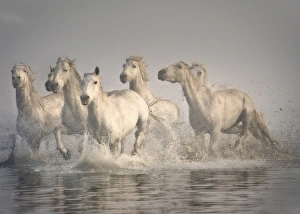 Images Dated 26th May 2011: Horse galloping in the Mediterranean water, Camargue, France