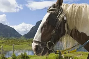 Images Dated 18th July 2007: Horse, Gap of Dunloe