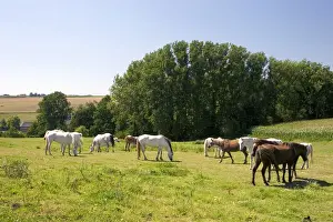 Picardie Prints: Horse graze in the french countryside near Vervins in the region of Picardie, France