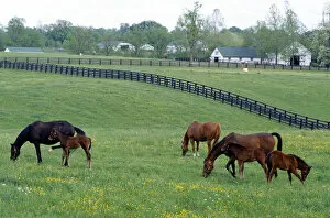 Horse graze in a pasture near Lexington, Kentucky