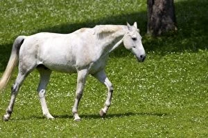 Images Dated 15th June 2006: Horse grazes on a farm near Zurich, Switzerland