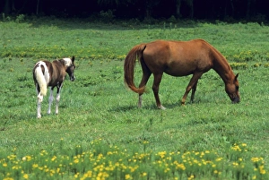 Foal Prints: Horse grazing in pasture with colt