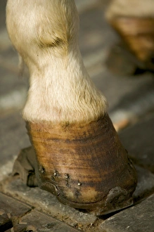 Images Dated 3rd May 2004: horse hoof, Czech Republic, prague