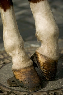 Images Dated 3rd May 2004: horse hoof, Czech Republic, prague