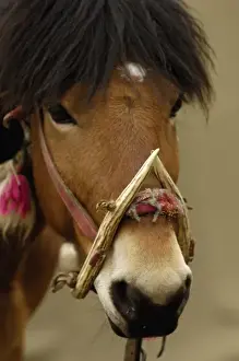 Images Dated 31st May 2006: Horse at the Horse Racing Festival or Heavenly Steed Festival. Zhongdian