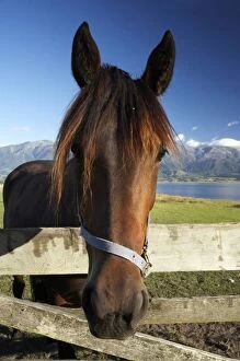 Images Dated 23rd January 2007: Horse, Kaikoura, Marlborough, South Island, New Zealand