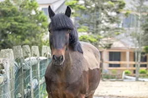 Nantucket Prints: Horse, Madaket, Nantucket, Massachusetts, USA