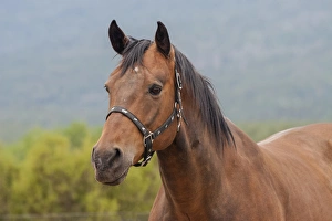 Caring Prints: Horse posing