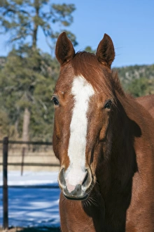 Caring Prints: Horse posing