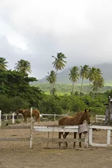 Horse riding along the equestrian beach trails