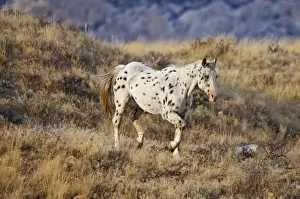Rolling Hills Prints: Horse roaming the scenic hills of the Big Horn MT of Shell Wyoming