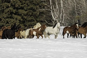 Images Dated 9th February 2016: Horse roundup in winter, Kalispell, Montana Equus ferus caballus