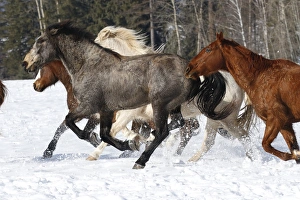 Images Dated 13th October 2017: Horse roundup in winter, Kalispell, Montana Equus ferus caballus