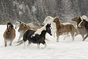 Images Dated 9th February 2016: Horse roundup in winter, Kalispell, Montana Equus ferus caballus