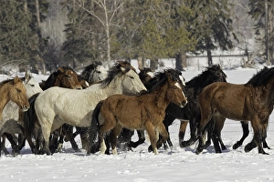 Images Dated 9th February 2016: Horse roundup in winter, Kalispell, Montana Equus ferus caballus