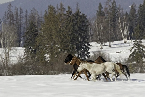 Images Dated 9th February 2016: Horse roundup in winter, Kalispell, Montana Equus ferus caballus