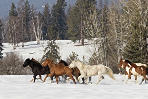 Images Dated 9th February 2016: Horse roundup in winter, Kalispell, Montana Equus ferus caballus
