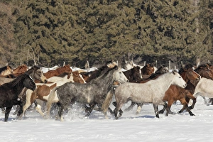 Images Dated 9th February 2016: Horse roundup in winter, Kalispell, Montana Equus ferus caballus