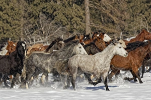 Images Dated 9th February 2016: Horse roundup in winter, Kalispell, Montana Equus ferus caballus