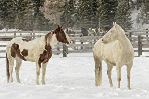 Images Dated 9th February 2016: Horse roundup in winter, Kalispell, Montana Equus ferus caballus