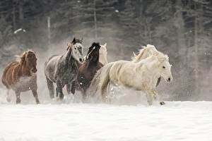 Images Dated 9th February 2016: Horse roundup in winter, Kalispell, Montana Equus ferus caballus