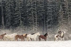 Images Dated 9th February 2016: Horse roundup in winter, Kalispell, Montana Equus ferus caballus