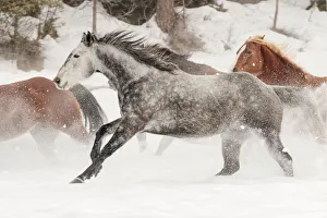 On The Move Prints: Horse roundup in winter, Kalispell, Montana Equus ferus caballus