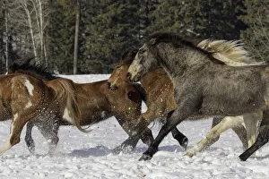 Images Dated 9th February 2016: Horse roundup in winter, Kalispell, Montana Equus ferus caballus