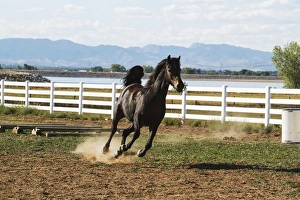 Images Dated 19th September 2011: Horse running