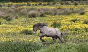 A horse running