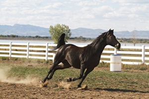 Images Dated 19th September 2011: Horse running in pasture