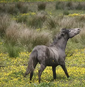 Active Prints: A horse, shaking his mane, in a field of yellow wildflowers in the Irish counrtyside