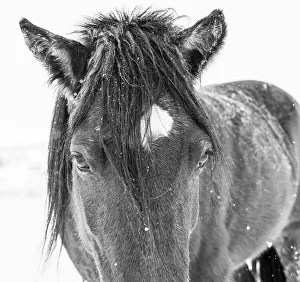 Mustang Prints: Horse in standing in snowy weather, Edgewood, New Mexico