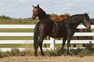 Images Dated 19th September 2011: Horse visiting over fence