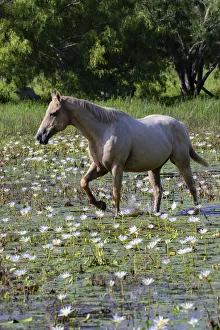 Wading Prints: Horse wading in shallow pond