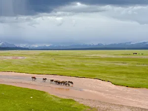 Horses in the Alay Valley and the Trans-Alay Range in the Pamir Mountains