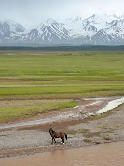 Images Dated 14th August 2020: Horses in the Alay Valley and the Trans-Alay Range in the Pamir Mountains