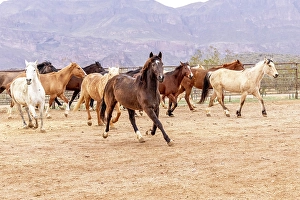 Livestock Prints: Horses in a corral on a ranch in Arizona