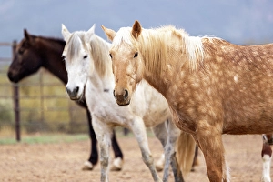 Livestock Prints: Horses in a corral on a ranch in Arizona