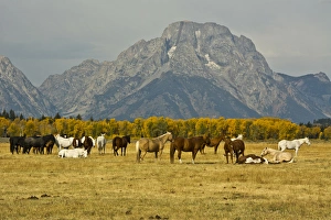 horses, Elk Ranch Flats, Grand tetons, Grand Teton National Park, Wyoming, USA