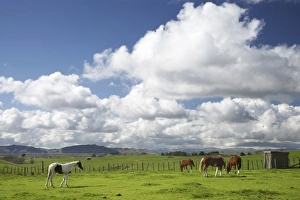 Waikato Prints: Horses and Farmland near Te Kauwhata, Waikato, North Island, New Zealand