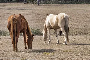 Grazing Prints: Two horses in a field, Deland, Florida, USA