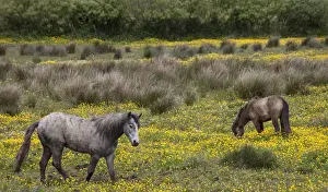 Images Dated 25th May 2009: Two horses in a field of yellow wildflowers in the Irish counrtyside No People