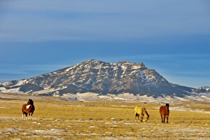 Country Side Prints: Horses graze by Mount Cecelia near Cascade, Montana