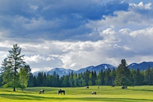 Whitefish Prints: Horses graze in pasture near Whitefish, Montana, USA