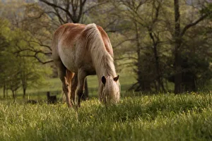 Images Dated 15th November 2011: Horses grazing in meadow, Cades Cove, Great Smoky Mountains National Park, Tennessee