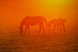 Atmosphere Prints: Horses grazing at sunset