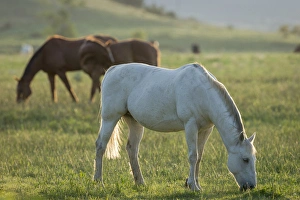 Images Dated 3rd June 2015: Horses grazing before sunset, Philmont Scout Ranch, Cimarron, NM