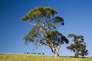 South Australia Prints: Horses and Gum trees near Angaston, Barossa Valley, South Australia, Australia